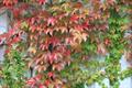 Japanese creeper, Boston ivy, Grape ivy,Japanese ivy, woodbineو موچسب معمولی
